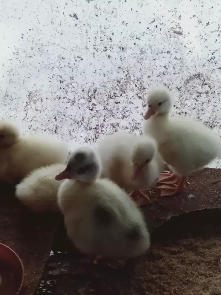 Anak Soang/ fitik Soang