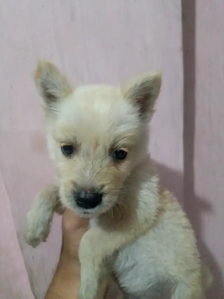 ANAK ANJING JANTAN UMUR 2 BULAN