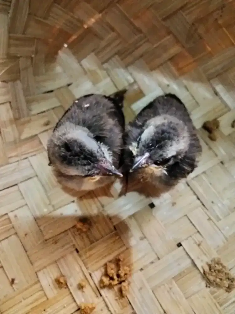 Dijual 2 ekor anakan Crucukan Jatim