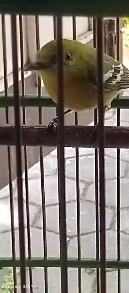 sirtu jantan +kandang