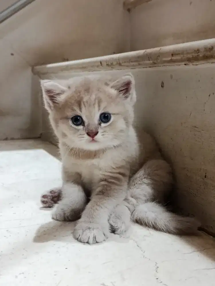 Munchkin NS Gaelic BSH Jantan