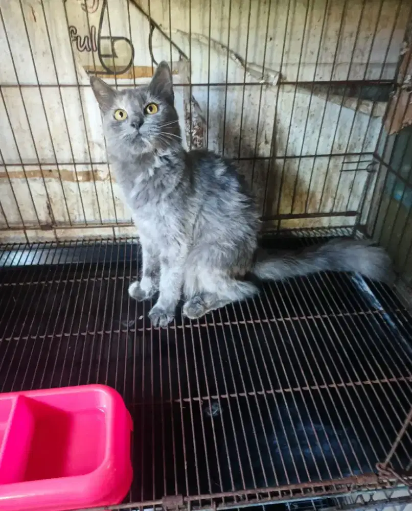 Persia betina birahi 8 bulan