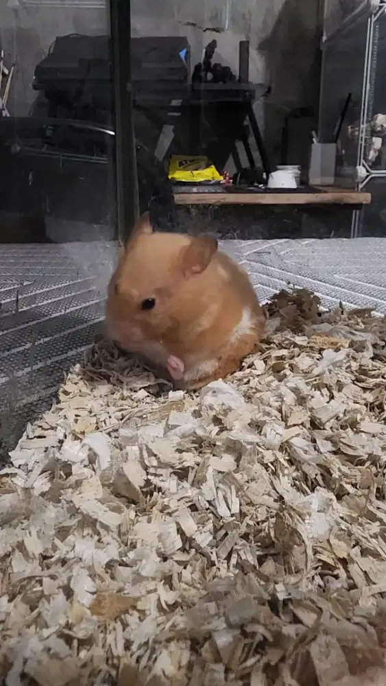 Mencari Art buat saya sendiri