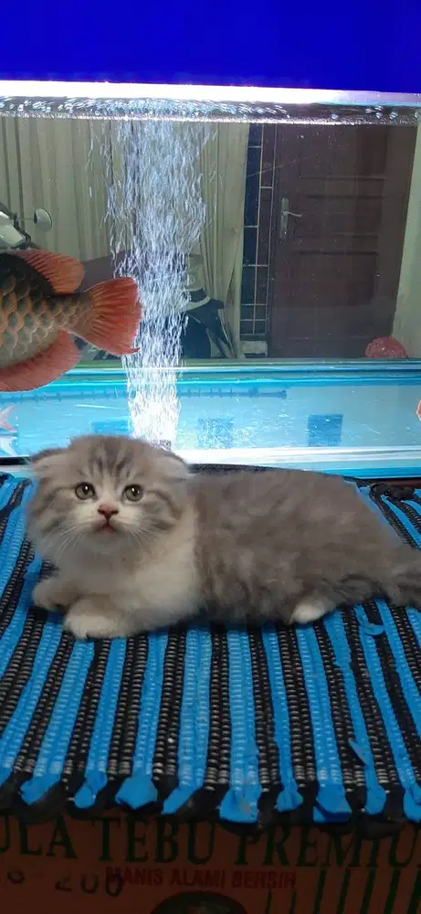 kitten munchkin gaelic & NS borongan/satuan