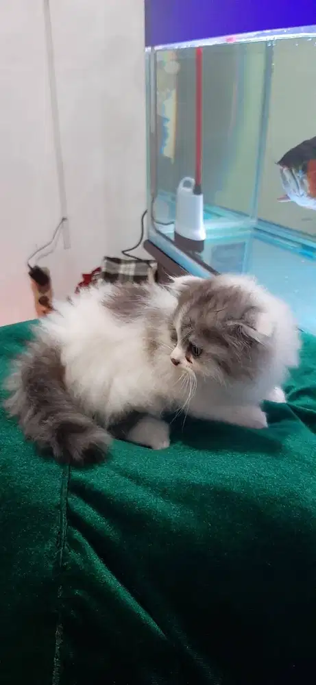 kitten munchkin gaelic & NS borongan/satuan