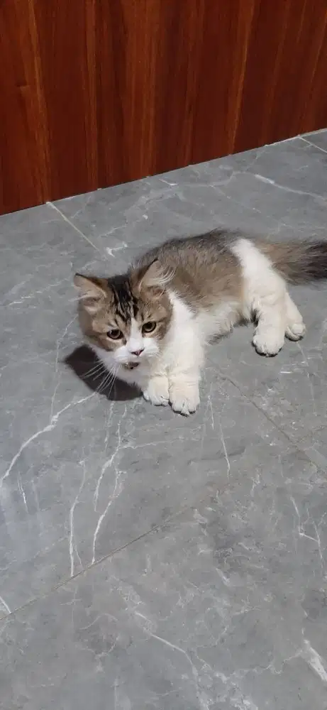 kitten munchkin gaelic & NS borongan/satuan