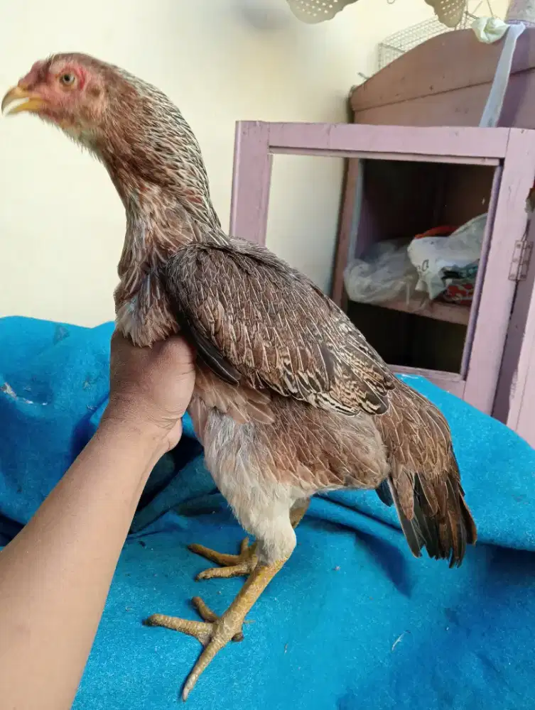 Ayam betina Bangkok silangan Mangon besar tinggi