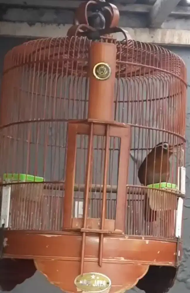 Wambie local non Ring gacorrrr