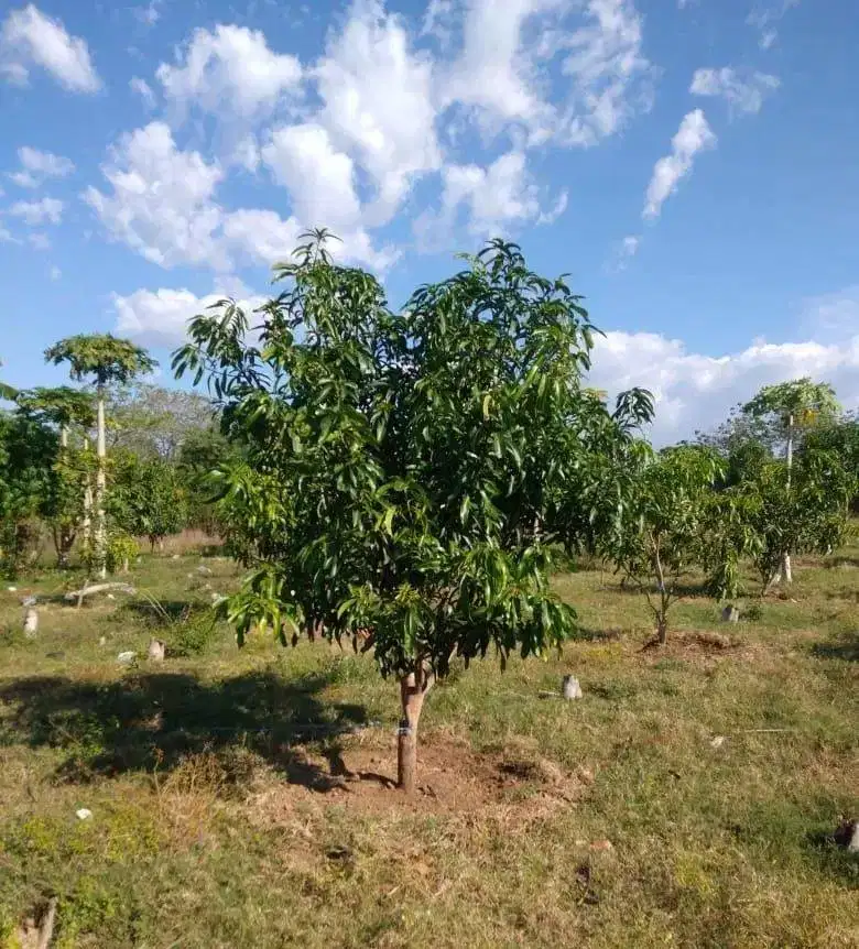 Dijual Tanah Lahan Kebun Mangga Situbondo Luas Lokasi Ciamik