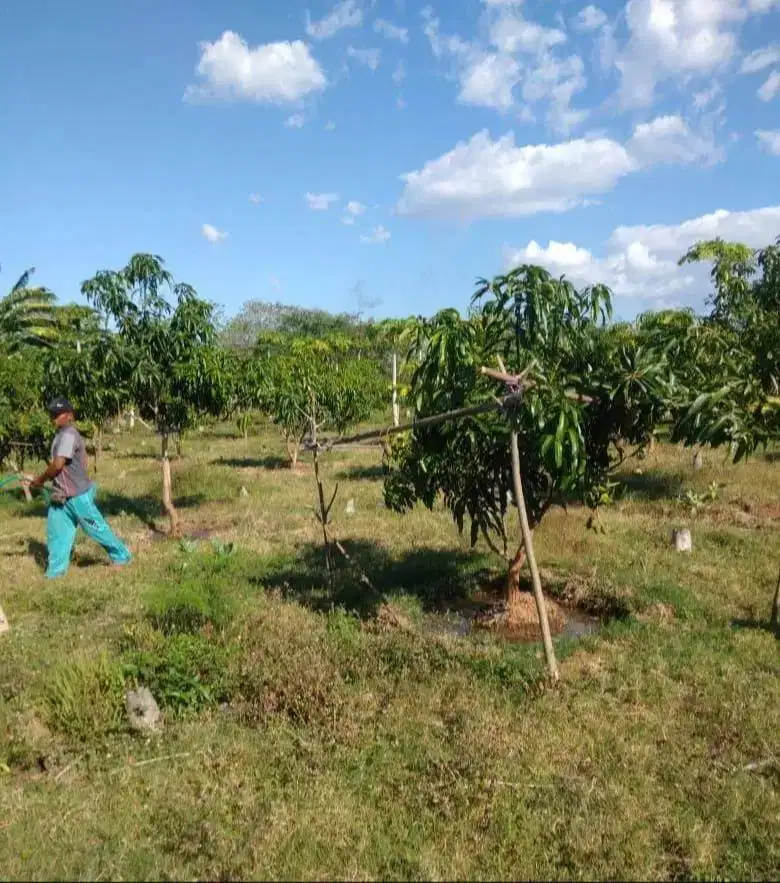 Dijual Tanah Lahan Kebun Mangga Situbondo Luas Lokasi Ciamik