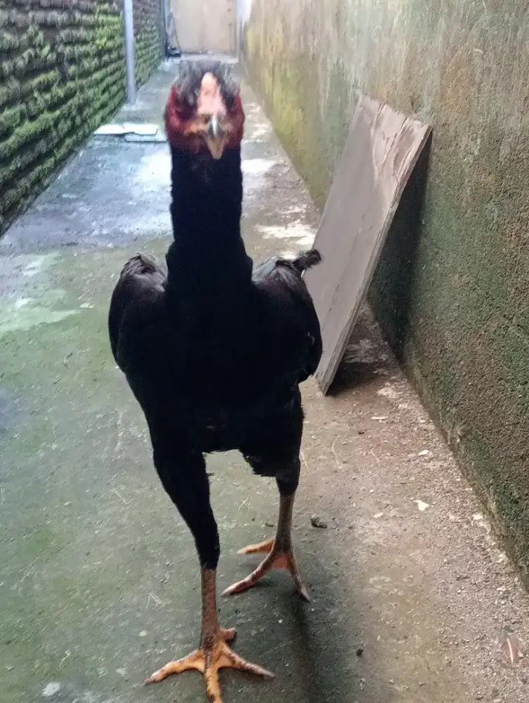 Ayam betina jambul postur tinggi pukul keras