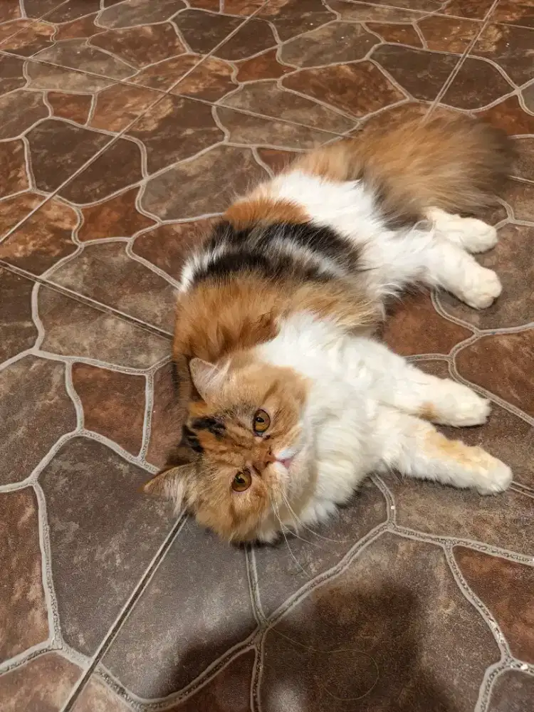 kucing persia peaknose calico