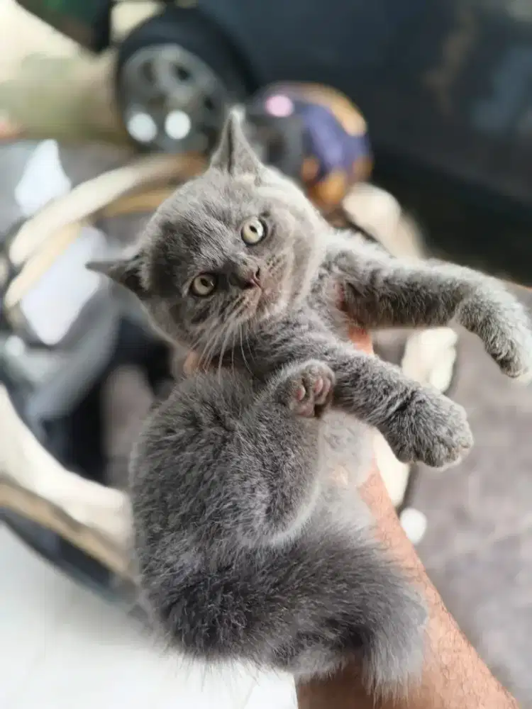 KITTEN BRITISH SHORTHAIR BSH