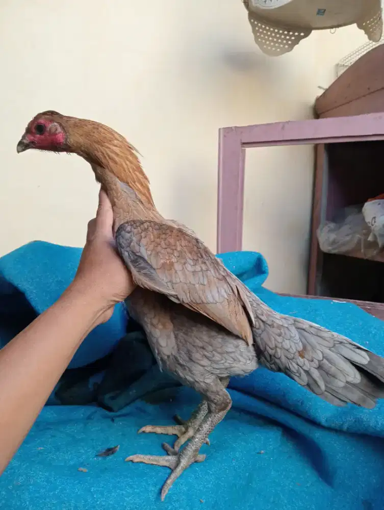 Ayam betina Mangon muda umur 7 bln