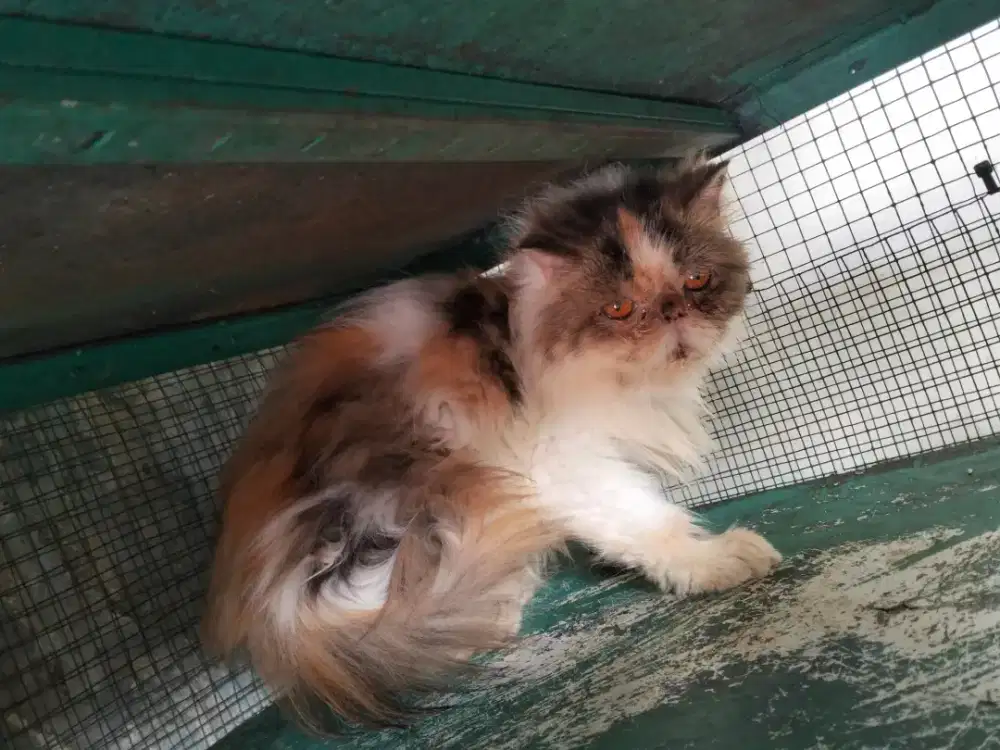 Peaknose Calico delute