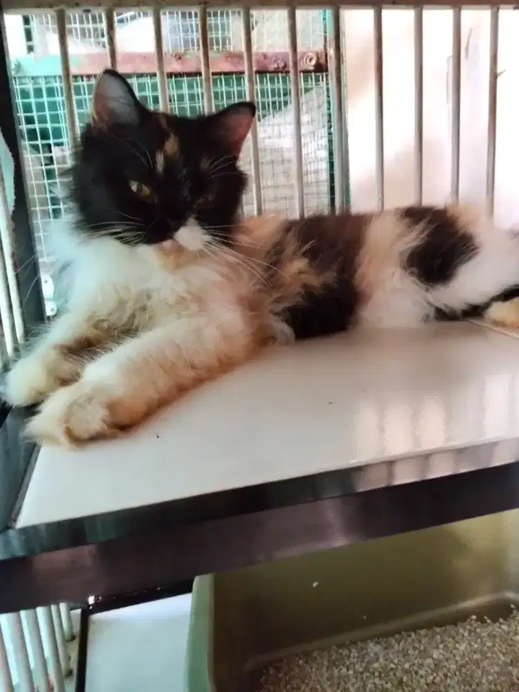 Kucing belang telon (Calico) 3 warna