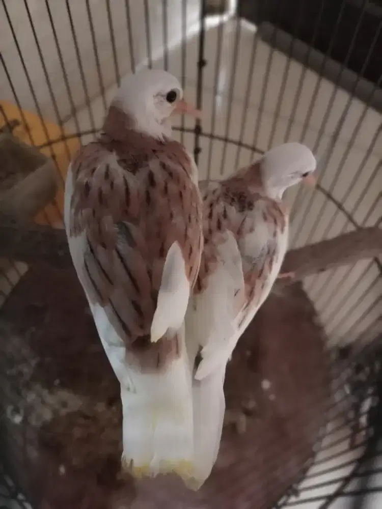 Derkuku Putih BS semi fullbackspot motif joz