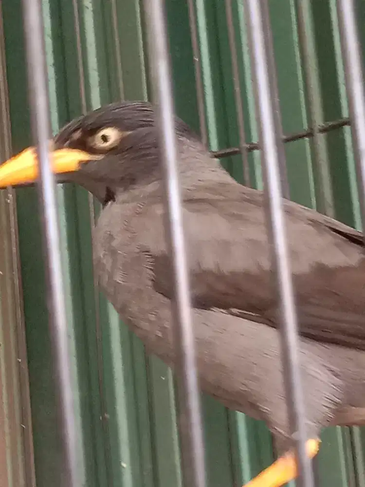 Jalak mata putih gacor manggut