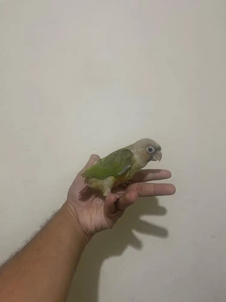 Baby cinamon conure