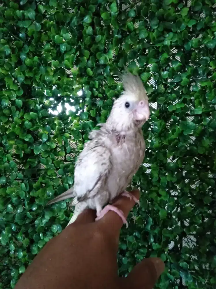 Burung falk Australia