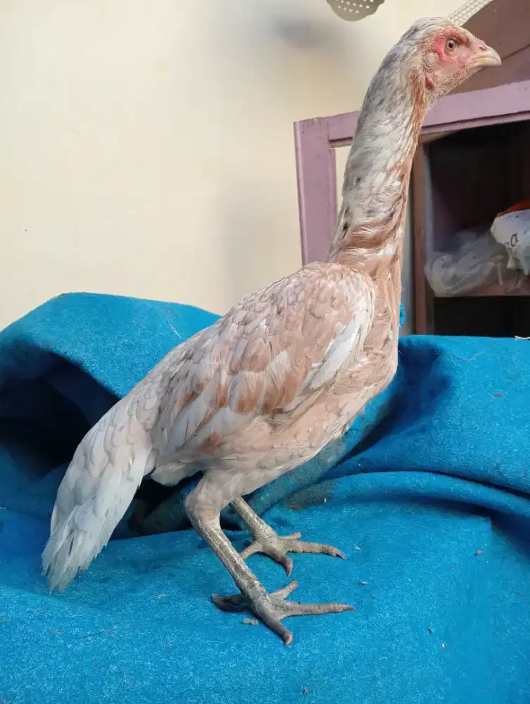 Ayam Betina Mangon muda 7 bulan kepala jambul