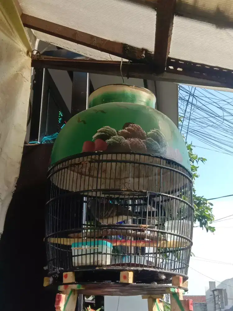 Perkutut  Rondo semoyo gacor