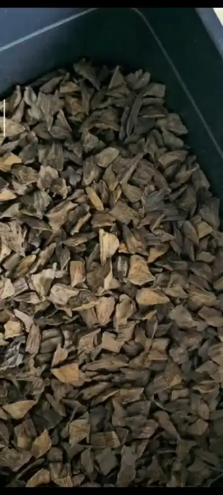 Kayu gaharu Sanai muhassan Sumatra