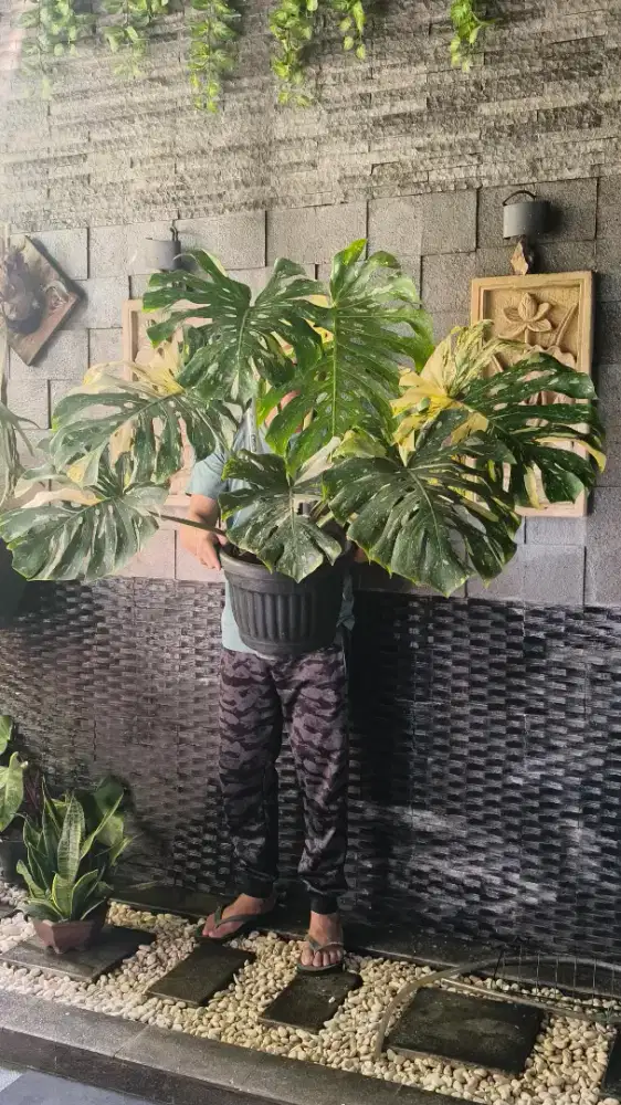Tanaman monstera thai constellation 8 daun