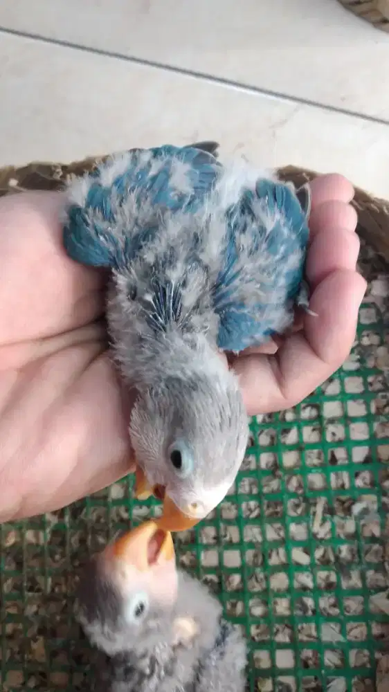 Lovebird lolohan split PF