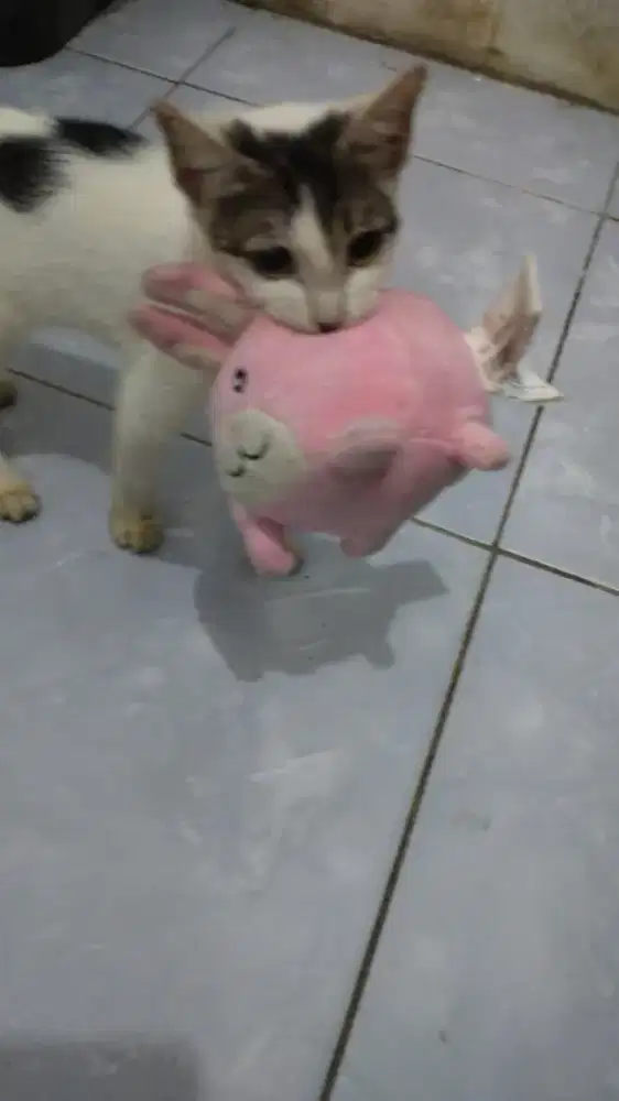 jasa bersih2 kost kantor rumah apart