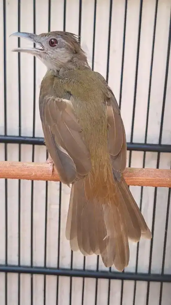 Kapas tembak mulus nuju dorong ekor