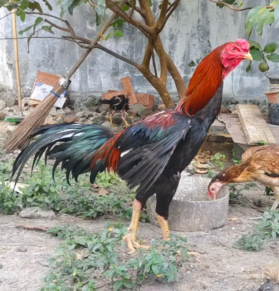 Ayam siam bangkok x mangon