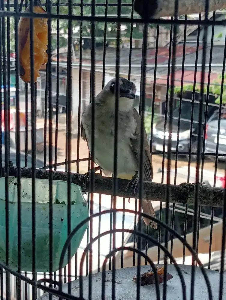 Di jual burung trucuk dah bunyi