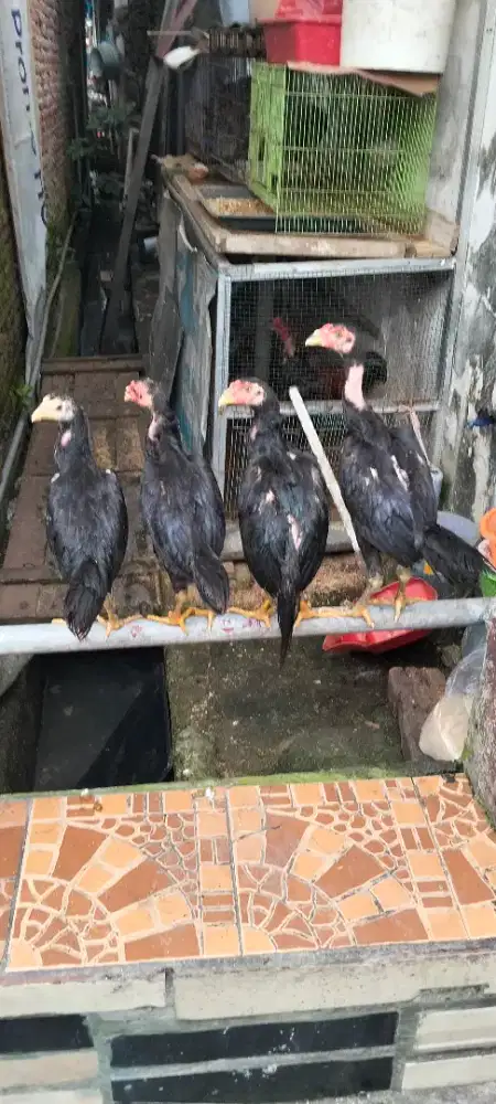 Ayam Bangkok kampung