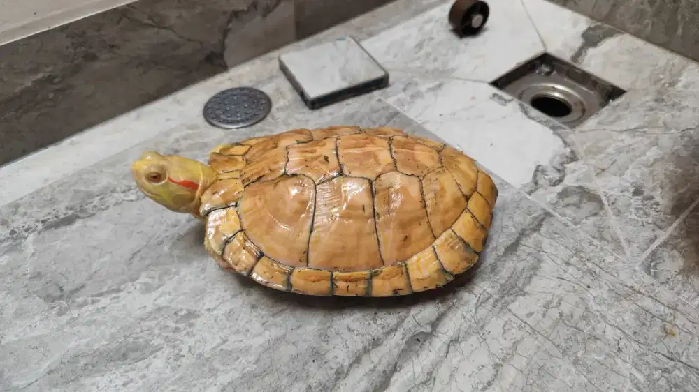 Kura kura air RES Albino