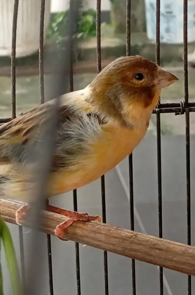 Kenari loper bon jantan