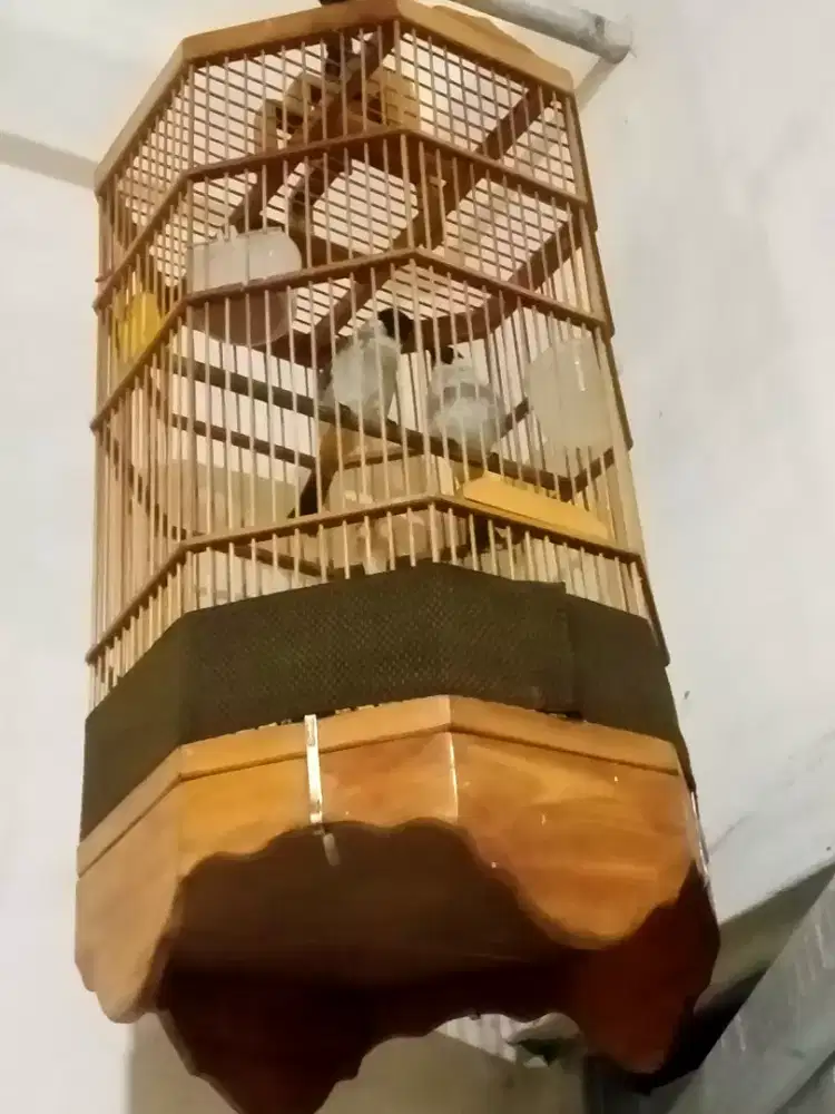 Spasang kutilang jumbo mulus