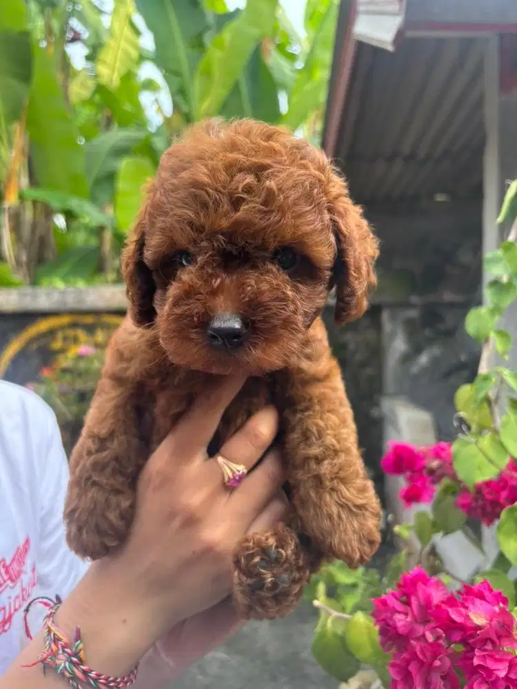 Poodle 2 bulan siap antar