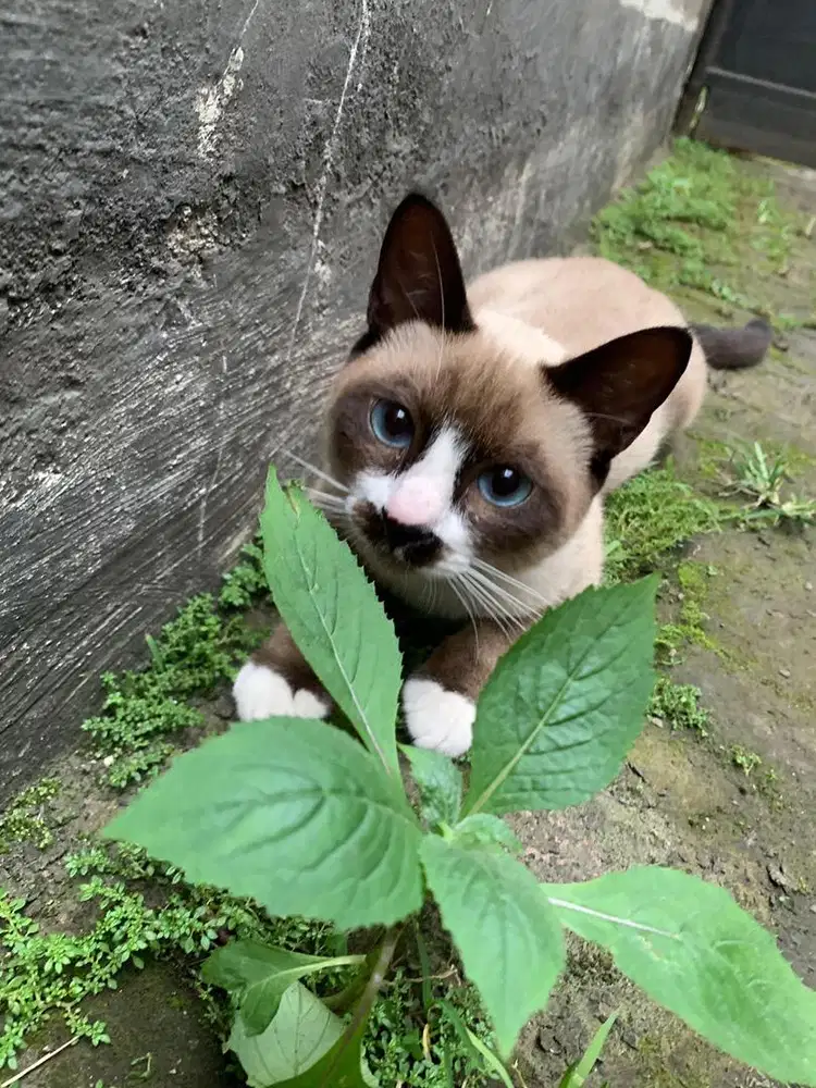 Kucing siam jantan unik