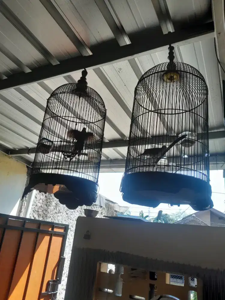 Di jual 2 ekor burung peerkutut bunyi sama kandang n,y minat wa aja