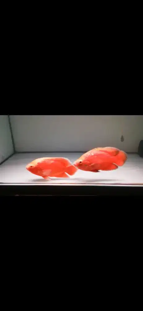 Oscar tembaga 4-5 jari