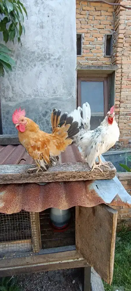 Ayam Kate hias jantan