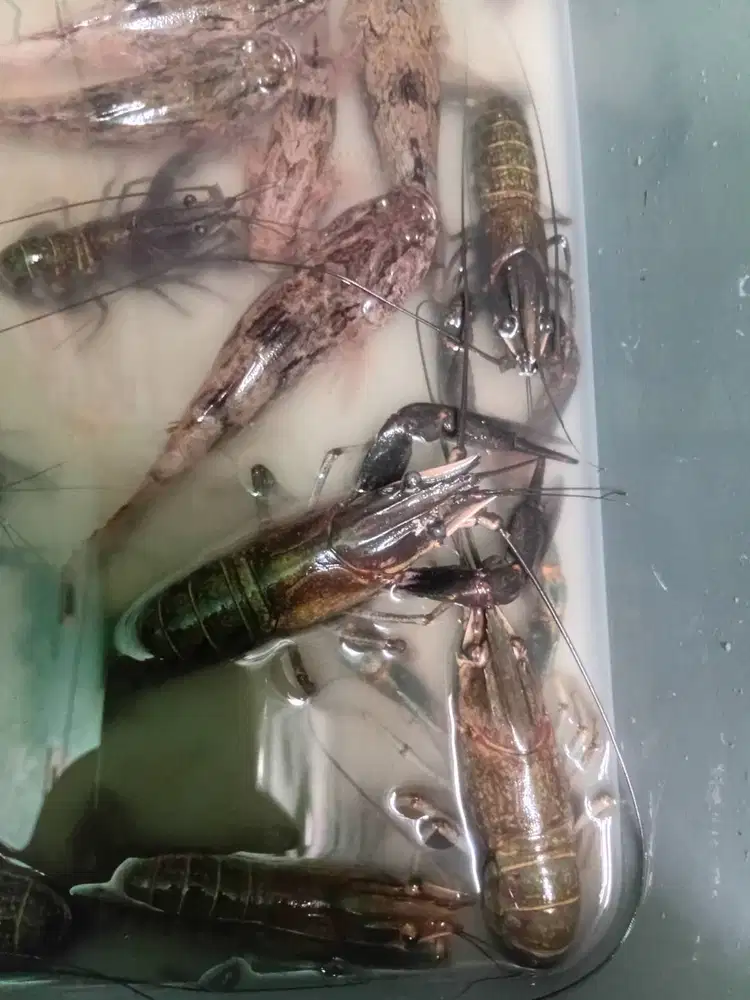 Paket Lobster dewasa (10 ekor)