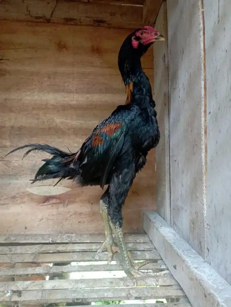 Ayam bangkok brewok calon gede