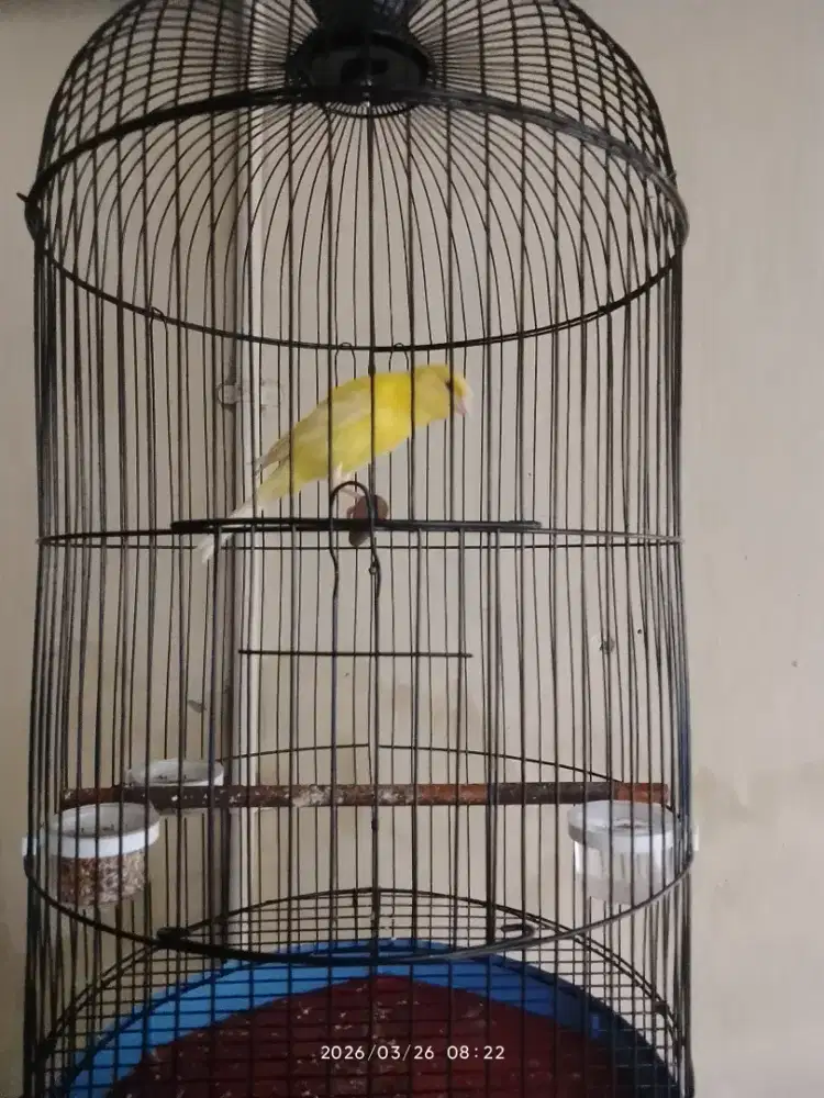 burung warna kuning