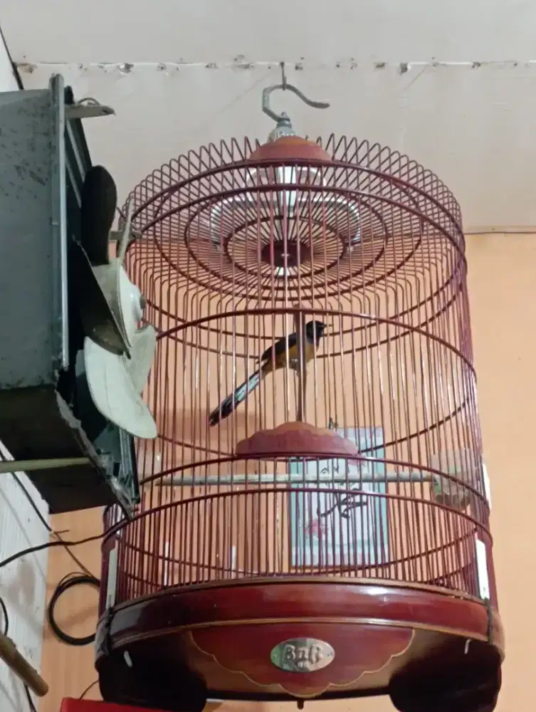 Burung murai pastol dobel ring fullset kandang BnR