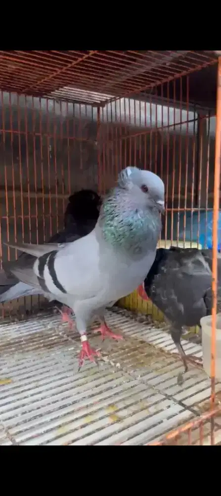 Burung merpati jambul