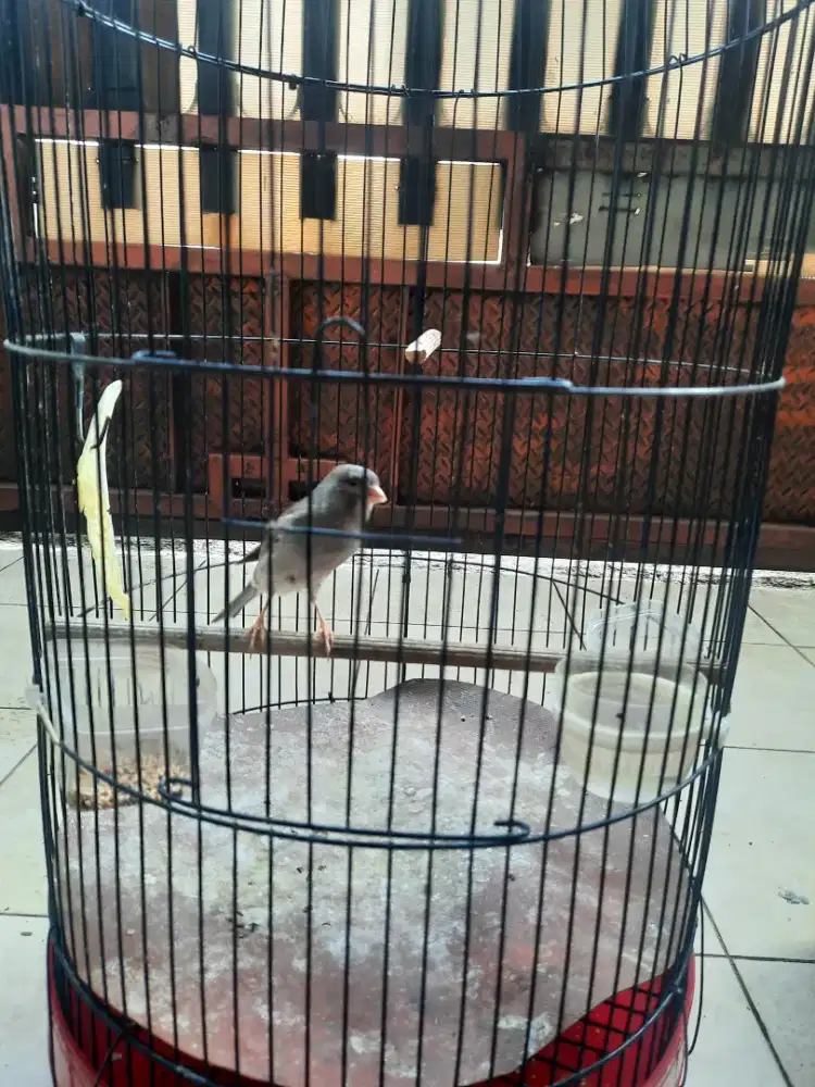 Kenari starblue gacor