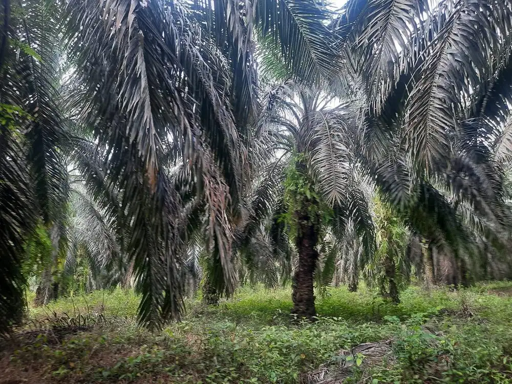 Dijual Tanah Dekat Citra Raya Jambi