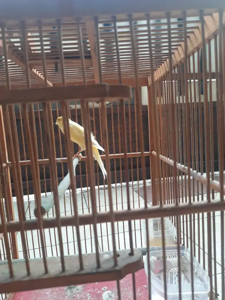 Kenari f2sf scotch fancy rajin